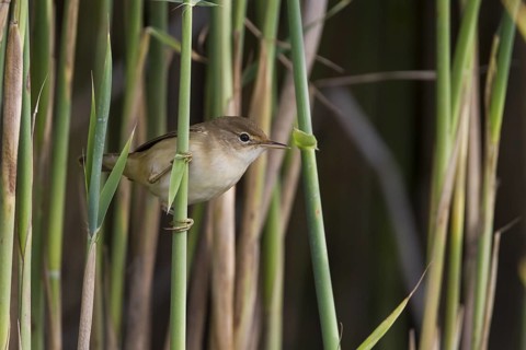 Common Reed Warbler - Teichrohrsänger - Acrocephalus scirpaceus ssp. scirpaceus, Germany