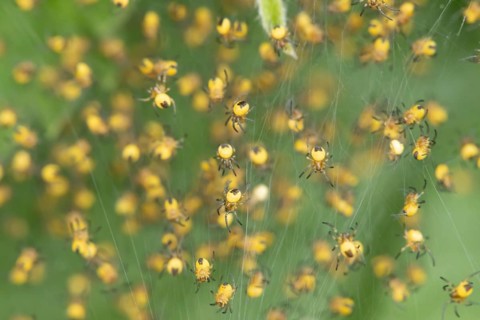 Garden spider (Araneus diadematus) juvenile baby arachnid spiderlings in a nursery web in spring,