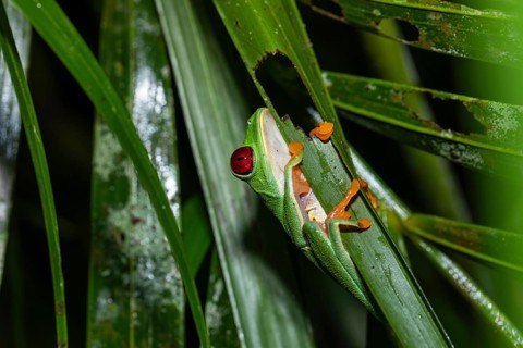 Underside macro shot of a Red-Eyed Tree Frog (Agalychnis callidryas). View focuses on its white