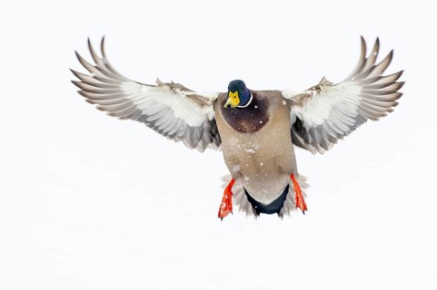 Flying mallard (anas platyrhynchos) in the snow, Vechta, Lower Saxony, Germany