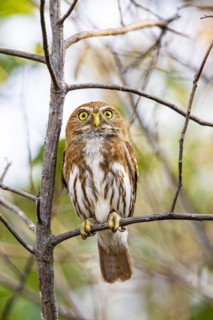 Brazilian Pygmy Owl Claucidium brasilianum) Pantanal Brazil