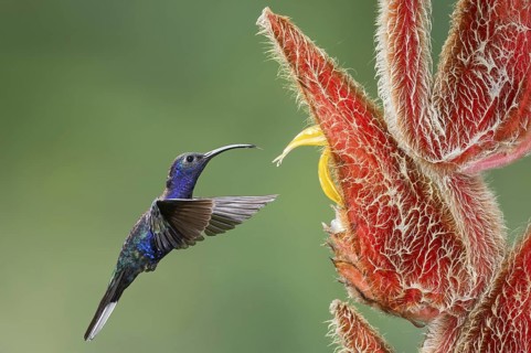 Violet Sabrewing (Campylopterus hemileucurus), Costa Rica