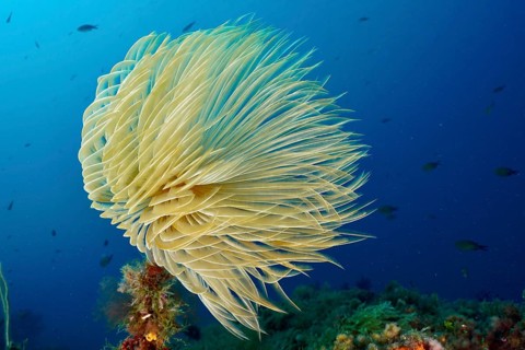 Screwfish (Sabella spallanzanii) moves gracefully in the deep blue water above the seabed, dive