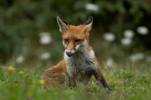 Red fox (Vulpes vulpes) adult animal amongst wildflowers in countryside grassland in summer,