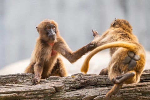 Gelada (Theropithecus gelada) arguing with each other, captive, Germany