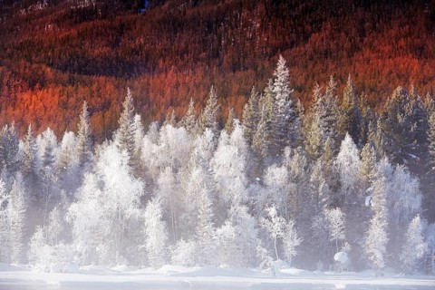 China, Xinjiang Uygur Autonomous Region, Kanas National Geopark, Altay Prefecture – a winter