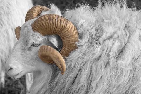 Sheep, male horned Moorschnucke (Ovis aries), black and white, Rehna, Mecklenburg-Vorpommern,