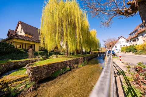 A river runs next to a willow tree and houses under clear skies, Aidlingen, Böblingen district,