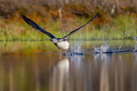Red-throated diver (Gavia stellata) in breeding plumage on a lake in Sweden, Knuthöjdsmossen,