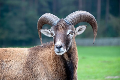 Portrait of the beautiful muflon with big horns in Kadzidlowo, Poland