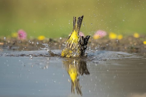 European Serin (Serinus serinus) male bathing, Aosta Valley, Italy