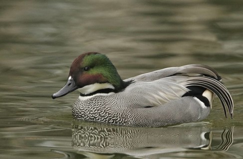 Falcated Duck (Mareca falcata) male, California, USA