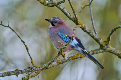 A jay sits on a moss-covered branch and observes the surroundings, jay (Garrulus glandarius),