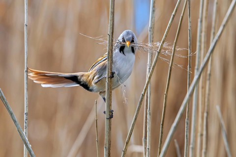 Bearded reedling, bearded tit (Panurus biarmicus) male collecting seed heads in beak as nesting