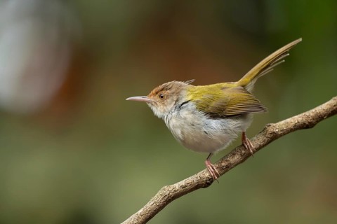 Common Tailorbird (Orthotomus sutorius) perched on a slender branch, Sreepur, Gazipur, bangladesh