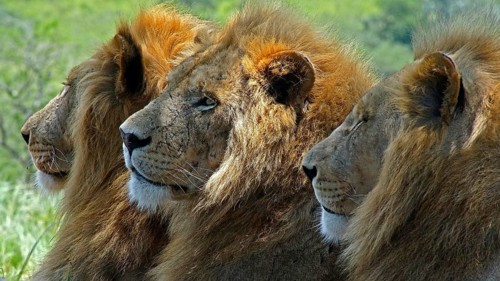 South Africa, Africa, Lion, Panthera Leo, Krüger NP, Kruger National Park