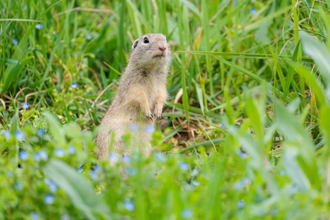 A fully grown ground squirrel (Spermophilus citellus) sits in a green meadow on a sunny day,