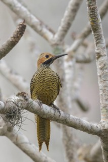 Fernandinas Flicker (Colaptes fernandinae) perched on a branch in Cuba