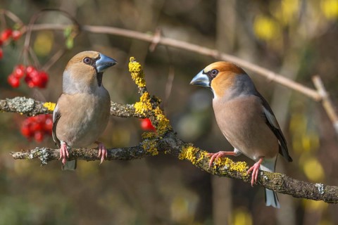 Two hawfinches (Coccothraustes coccothraustes) left female, right male sitting on a branch with