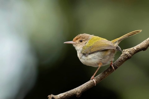 Common Tailorbird (Orthotomus sutorius) perched on a slender branch, Sreepur, Gazipur, bangladesh