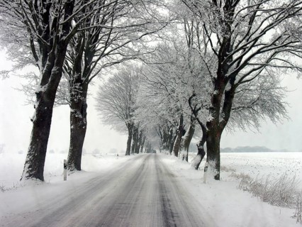 Winter linden avenue (Tilia) on a federal road, Mecklenburg-Western Pomerania, Germany