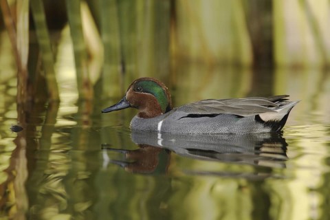 Green-winged Teal (Anas carolinensis) male, Arizona, USA