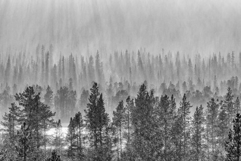 Rain shower over forest area, Gällivare, Norrbotten, Lapland, Sweden, August 2020