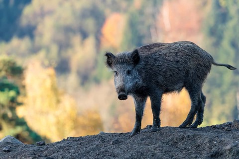 A young wild boar (Sus scrofa) stands in a clearing on a mound of earth. An autumnal forest can be