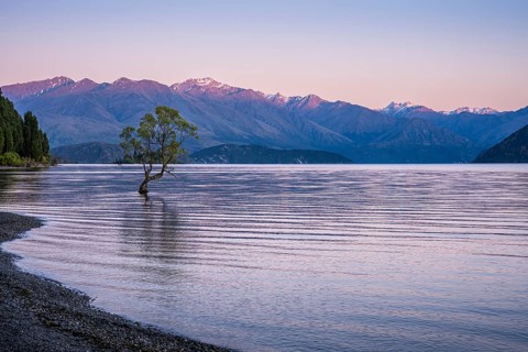 Wanaka Tree in the morning at sunrise, Lake Wanaka, Otago, South Island, New Zealand