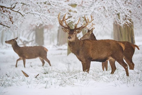 Deer standing in a snow-covered forest, surrounded by bare trees under a winter sky, Winter, Red