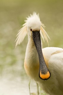 Eurasian Spoonbill (Platalea leucorodia), Serbia