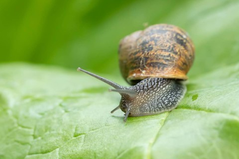 Garden snail (Cornu aspersum) adult gastropod molluscs on a garden vegetable plant leaf in summer,