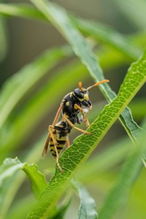 Gallic field wasp collecting nectar, european paper wasp (Polistes dominula), columnar deciduous