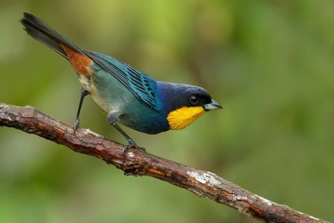 Purplish-mantled Tanager (Iridosornis porphyrocephalus) perched on a branch in the Andes Mountains