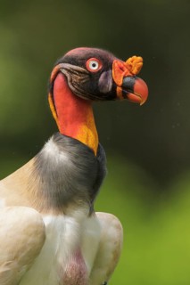 King Vulture (Sarcoramphus papa) perched on the ground in Costa Rica