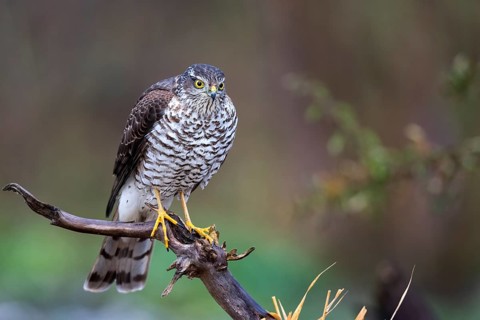 Eurasian Sparrowhawk (Accipiter nisus) female perched on a branch, Saxony-Anhalt, Germany