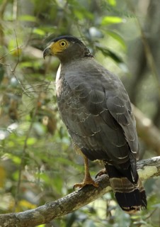 Crested Serpent Eagle (Spilornis cheela), Sri Lanka