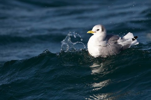 Black-legged Kittiwake (Rissa tridactyla tridactyla), North Sea, Germany