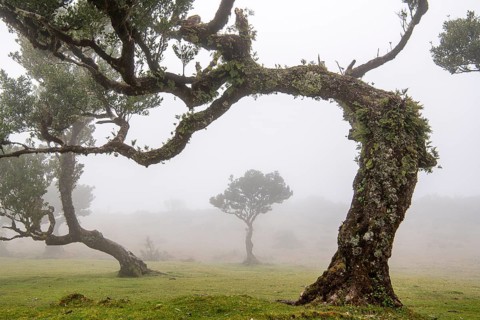 Laurel trees (Laurus nobilis) on Madeira, Fanal, Madeira, Portugal