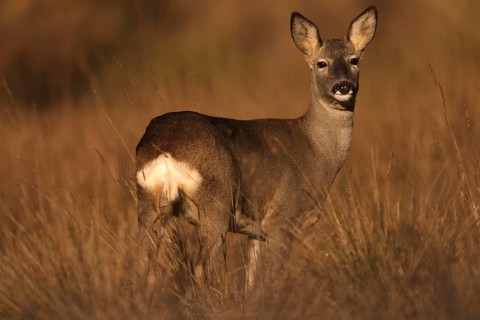 A serene image of a roe deer standing in a sunlit golden field, showcasing its graceful form amidst