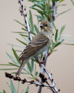 Common Rosefinch (Carpodacus erythrinus) male, Mecklenburg-Western Pomerania, Germany