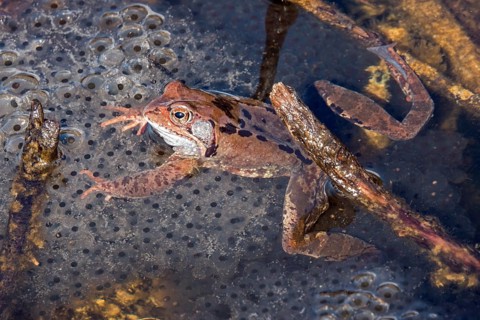 Common toad (Bufo bufo) sitting in the water on spawn, moor pond, Oberstdorf, Oberallgäu, Allgäu,