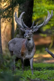The red deer (Cervus elaphus) quickly calms down again, it is well aware that there is no danger