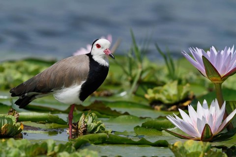 Long-toed Lapwing (Vanellus crassirostris), Mbamba Swamp, Uganda