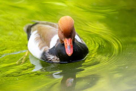 Red-crested pochard (Netta rufina) male swimming in lake in summer, Bavaria, Germany