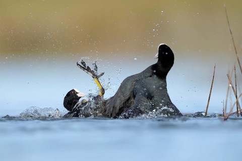 Two common coots engage in an intense fight in the serene waters of the BeleÃ±a lagoon, Spain,