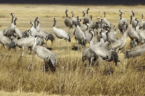 Common Crane (Grus grus), Laguna de Gallocanta, Spain