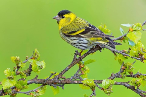 Erlenzeisig, Eurasian Siskin, Siskin, Spruce Siskin, Carduelis spinus, Tarin des aulnes, Lúgano