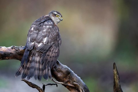 Eurasian Sparrowhawk (Accipiter nisus) female perched on a branch, drying its feathers,