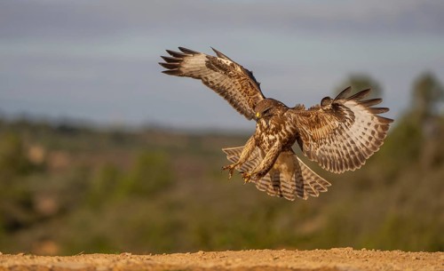 An impressive hawk descends gracefully with its wings fully extended against a backdrop of greenery